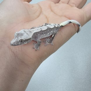 아잔틱