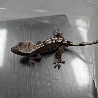 아잔틱