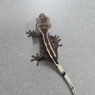 아잔틱
