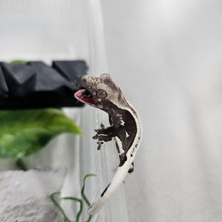 릴잔틱