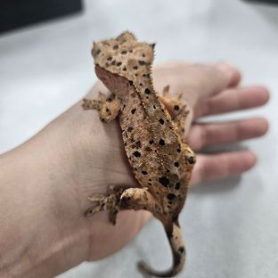 노멀 슈퍼달마시안