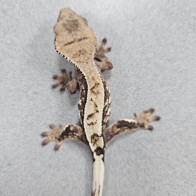 세이블