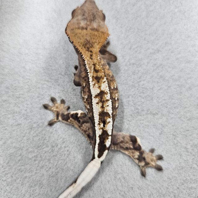 세이블
