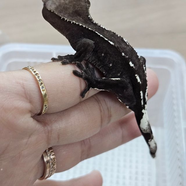 아잔틱