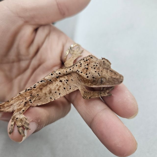 노멀 슈퍼달마시안