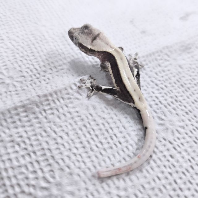 릴잔틱