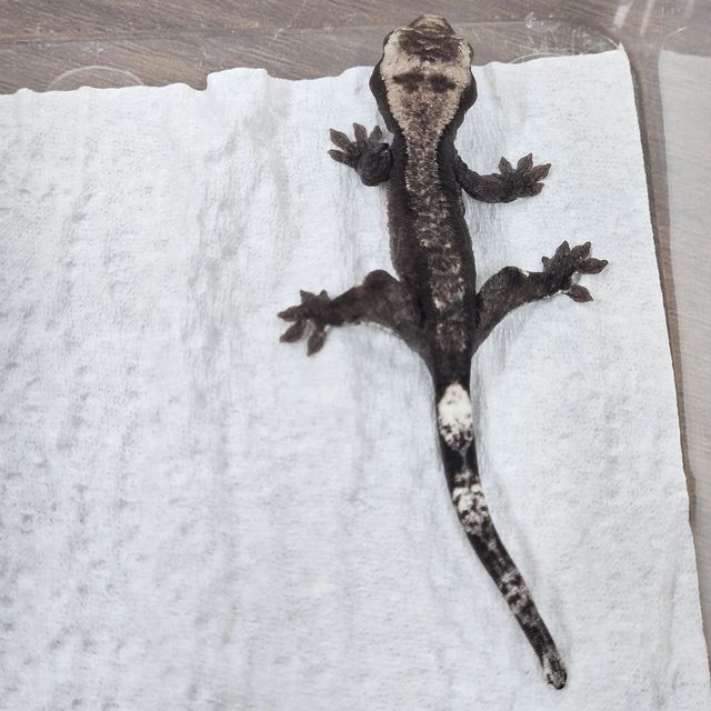 아잔틱