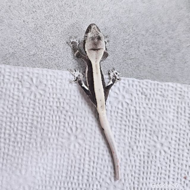 릴잔틱