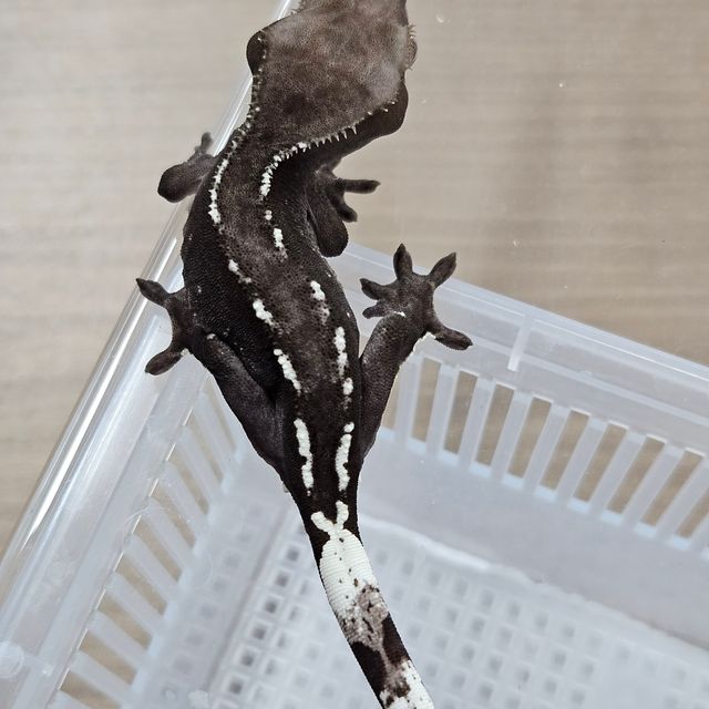 아잔틱