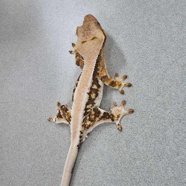 릴리100%헷아잔틱