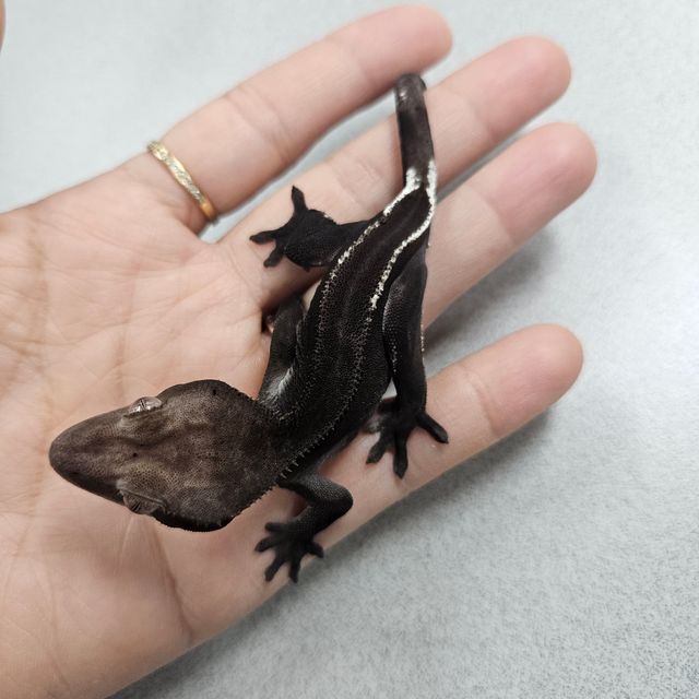 아잔틱