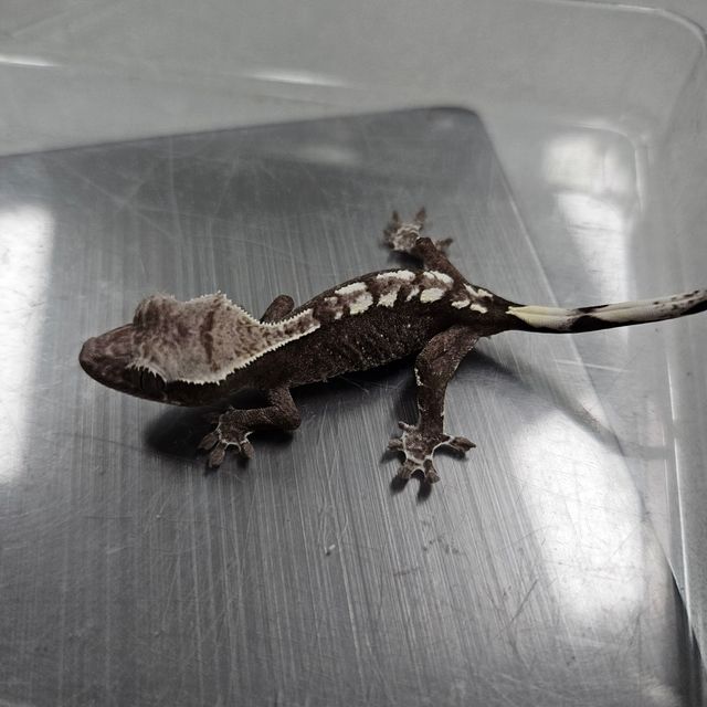 아잔틱
