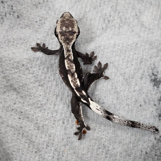 아잔틱