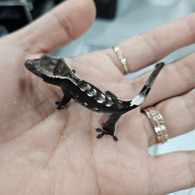아잔틱