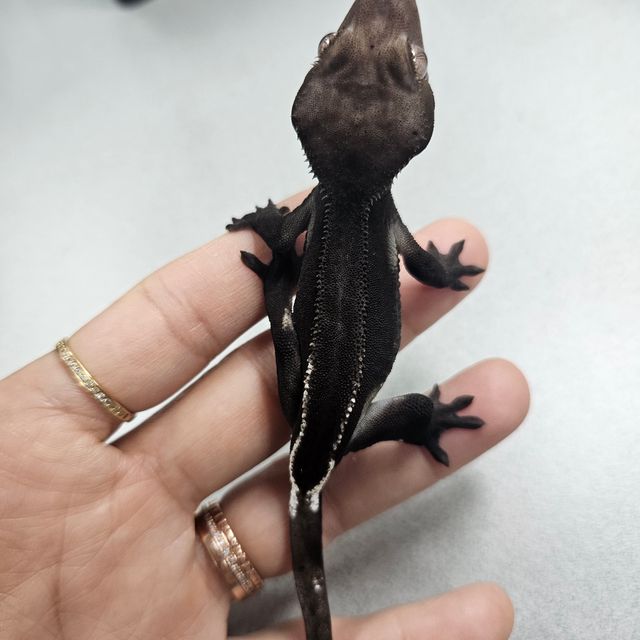 아잔틱