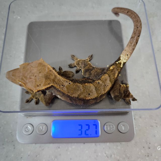 카푸치노