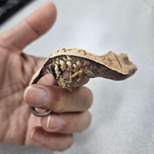 세이블