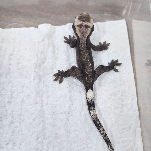 아잔틱