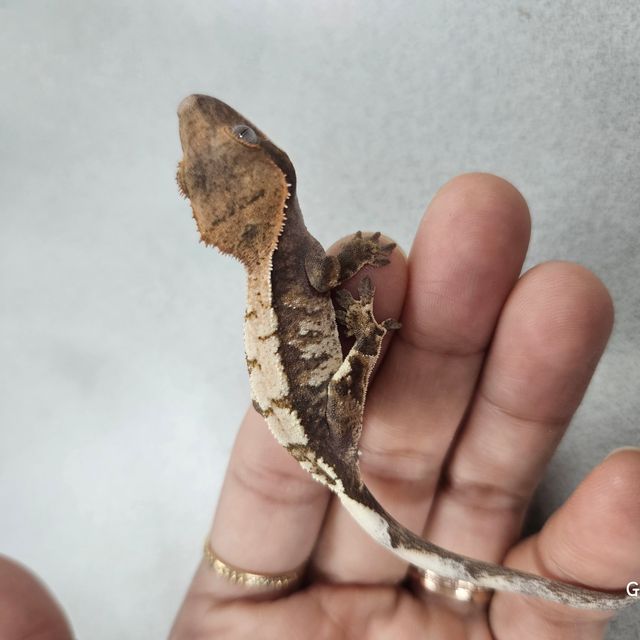 세이블
