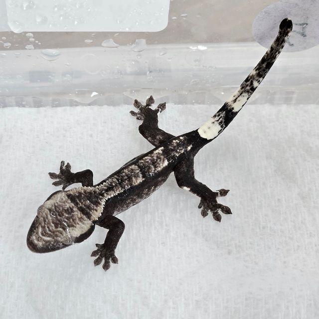 아잔틱