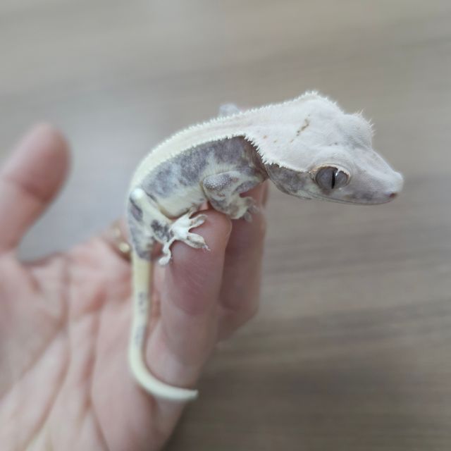 릴리화이트