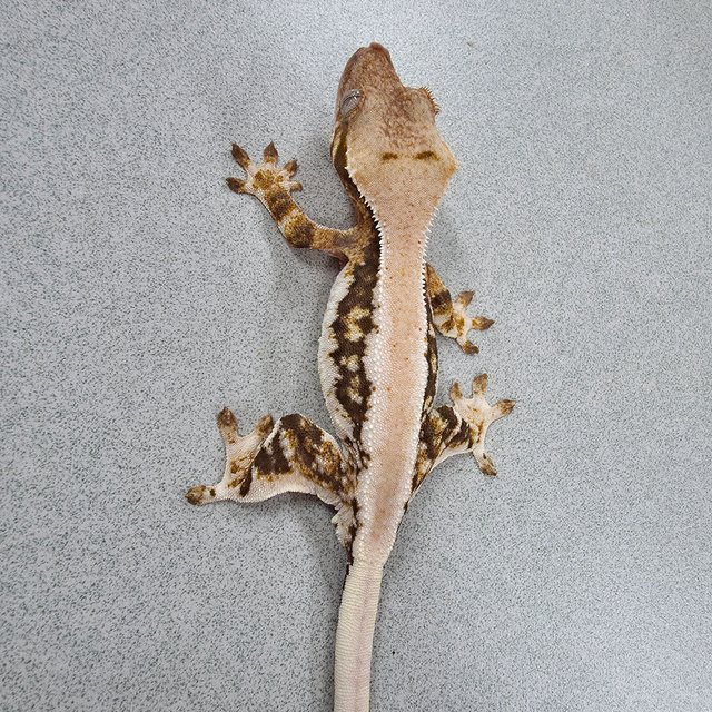 릴리100%헷아잔틱