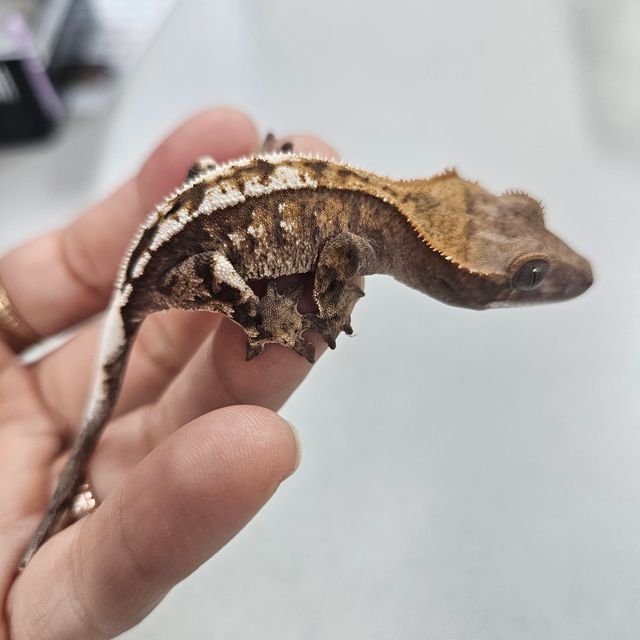세이블