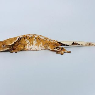 노멀