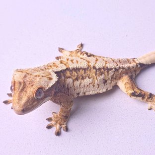 동배