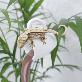 노멀 쿼드 풀핀