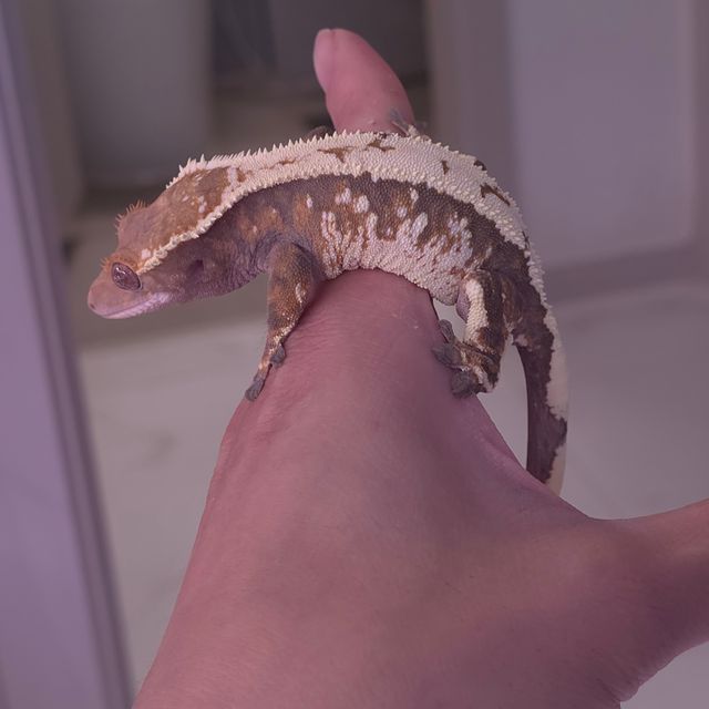 세이블