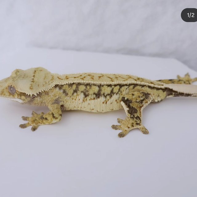 노멀 드리피 풀핀 화이트스팟