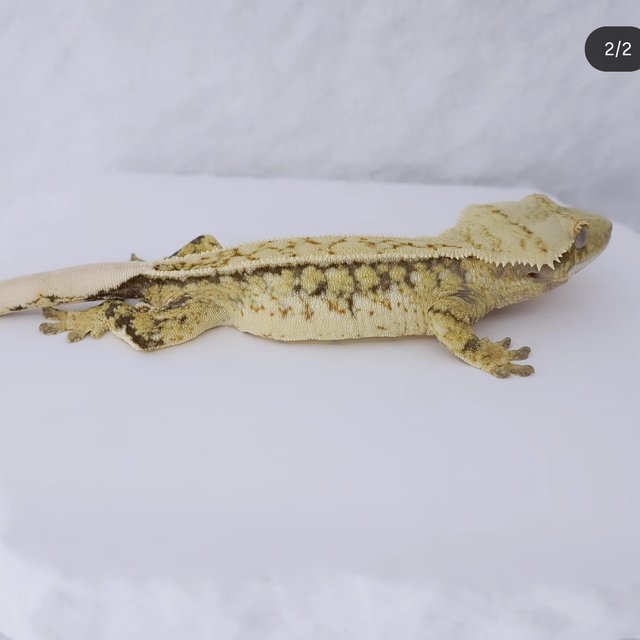 노멀 드리피 풀핀 화이트스팟