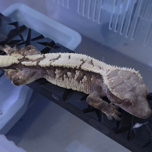 세이블