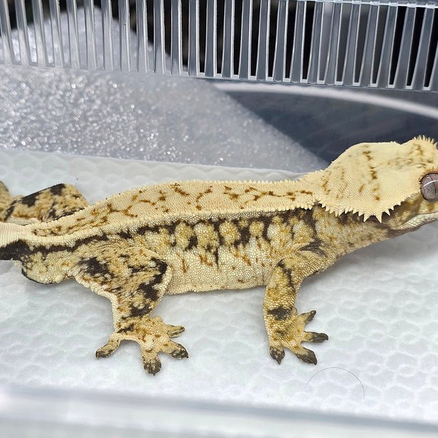 노멀 드리피 풀핀 화이트스팟