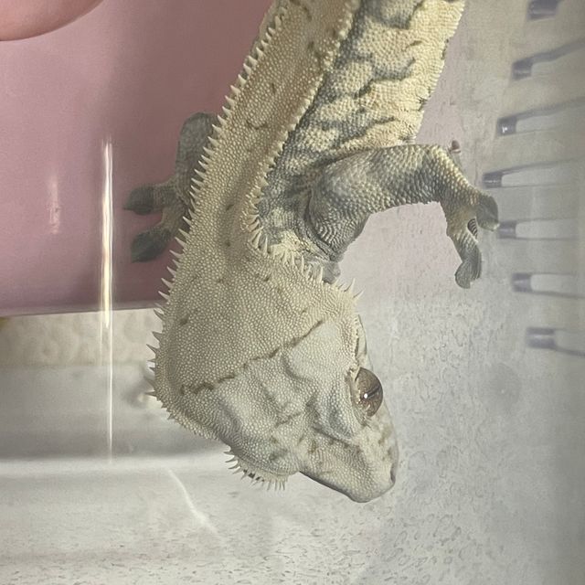 익스트림할리퀸