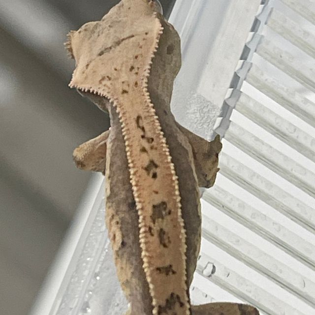 쿼드 핀스트라이프