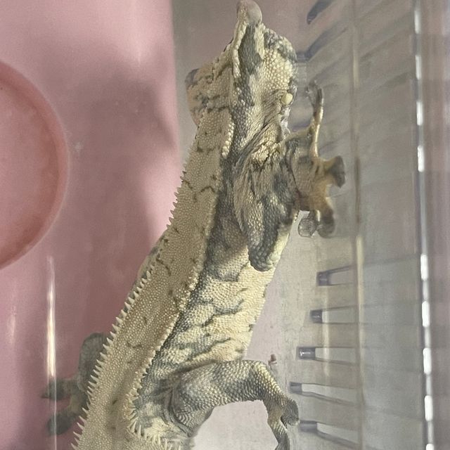 익스트림할리퀸