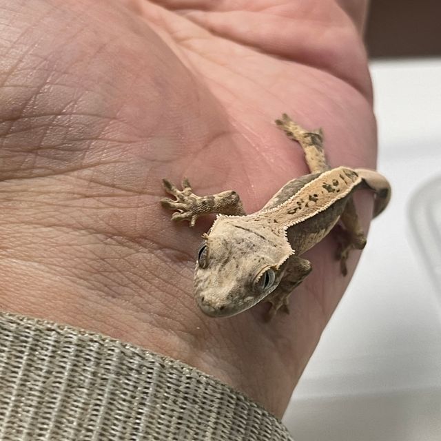 쿼드 핀스트라이프