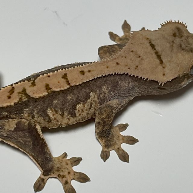 익스트림할리퀸 트라이