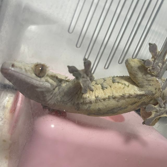 익스트림할리퀸