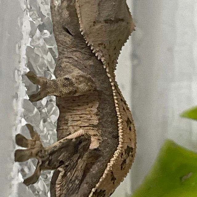 쿼드 핀스트라이프