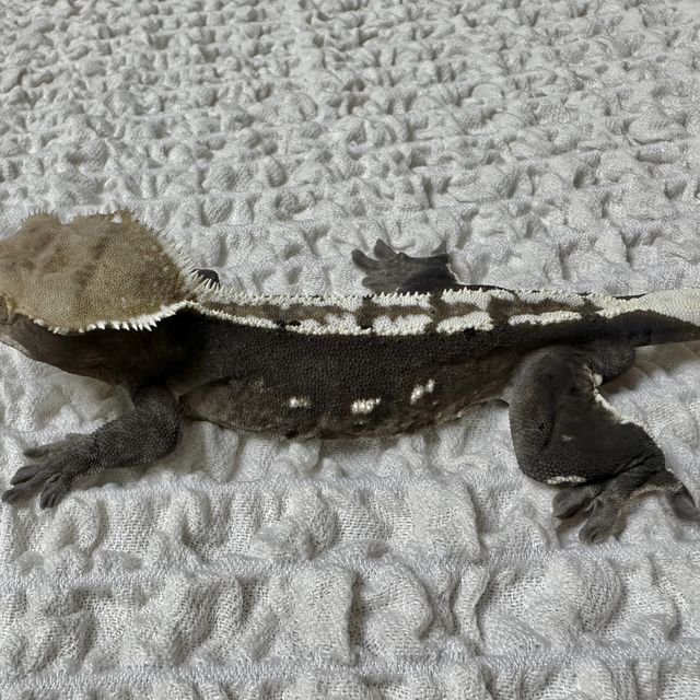 아잔틱