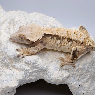 Elder