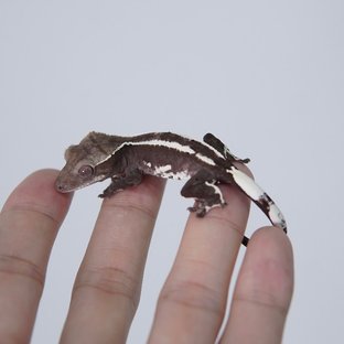 아잔틱 화이트핀