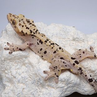 Riato
