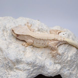 Kami