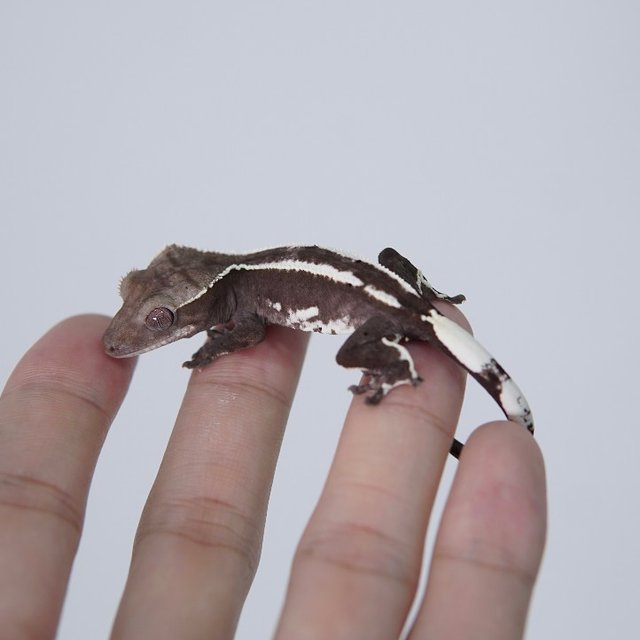 아잔틱 화이트핀