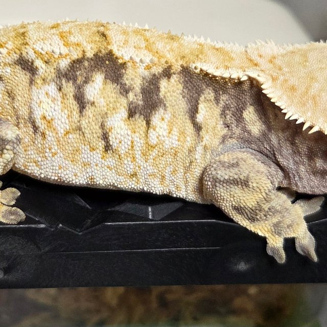 노멀 트라이 익스트림할리퀸 드리피