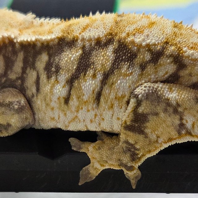 노멀 트라이 익스트림할리퀸 드리피